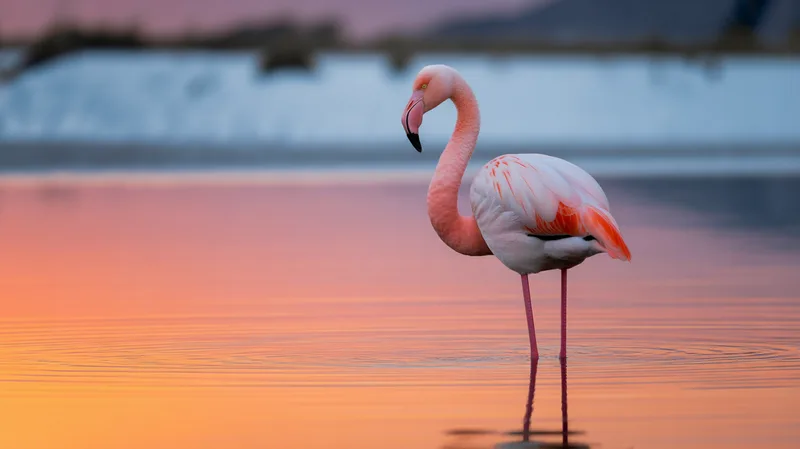 Why Are Flamingos Pink? The Science of a Famous Colour