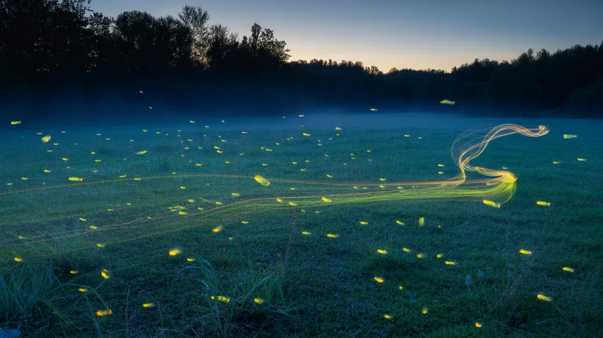 Fireflies glowing over a misty summer meadow at dusk, their light trails streaking through the dark