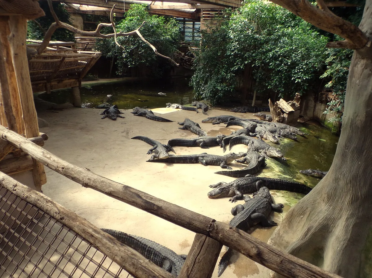 Alligator Bay