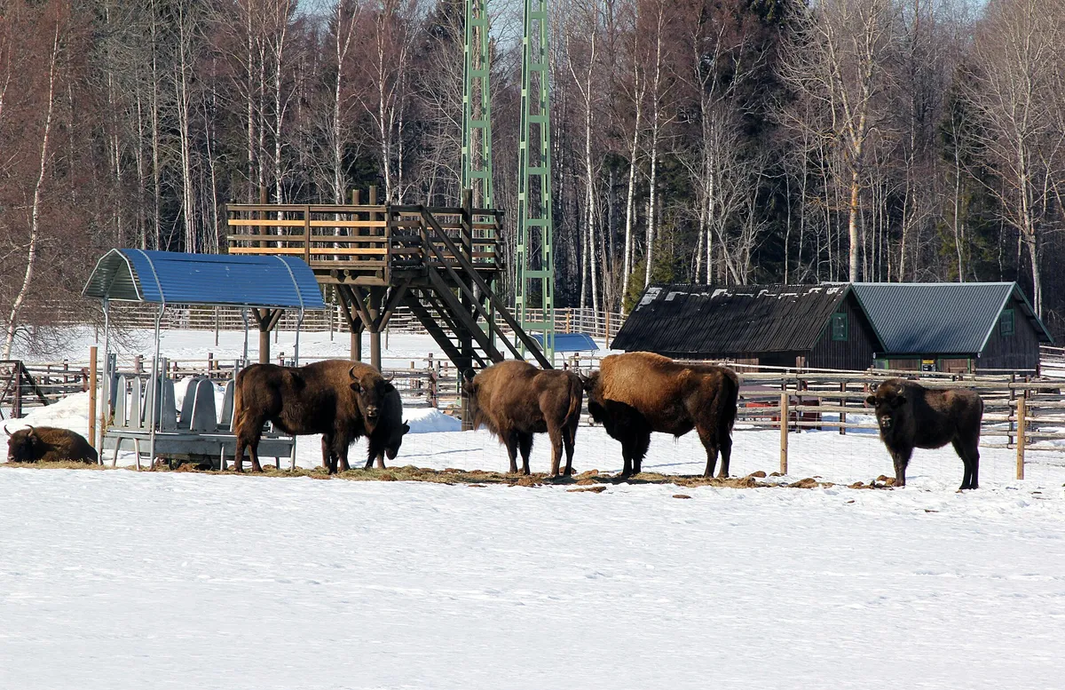 Avesta Wisent Park