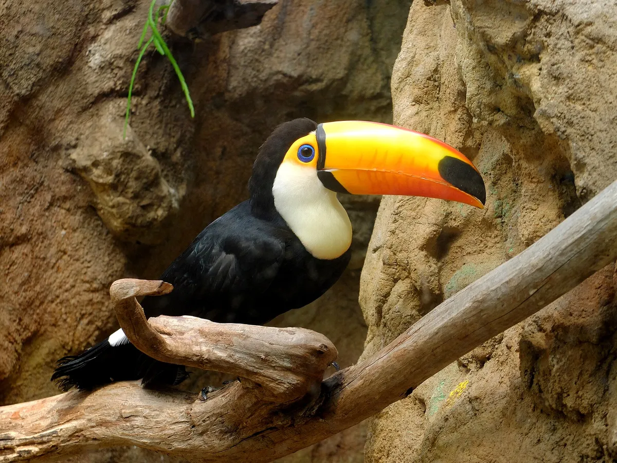 Avifauna