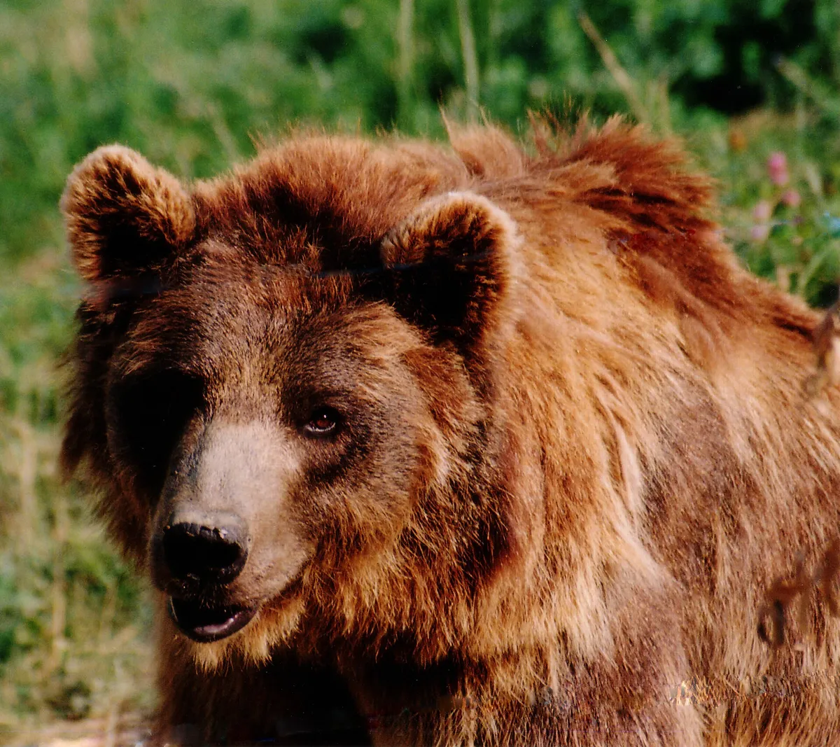 BBK Karpín Fauna