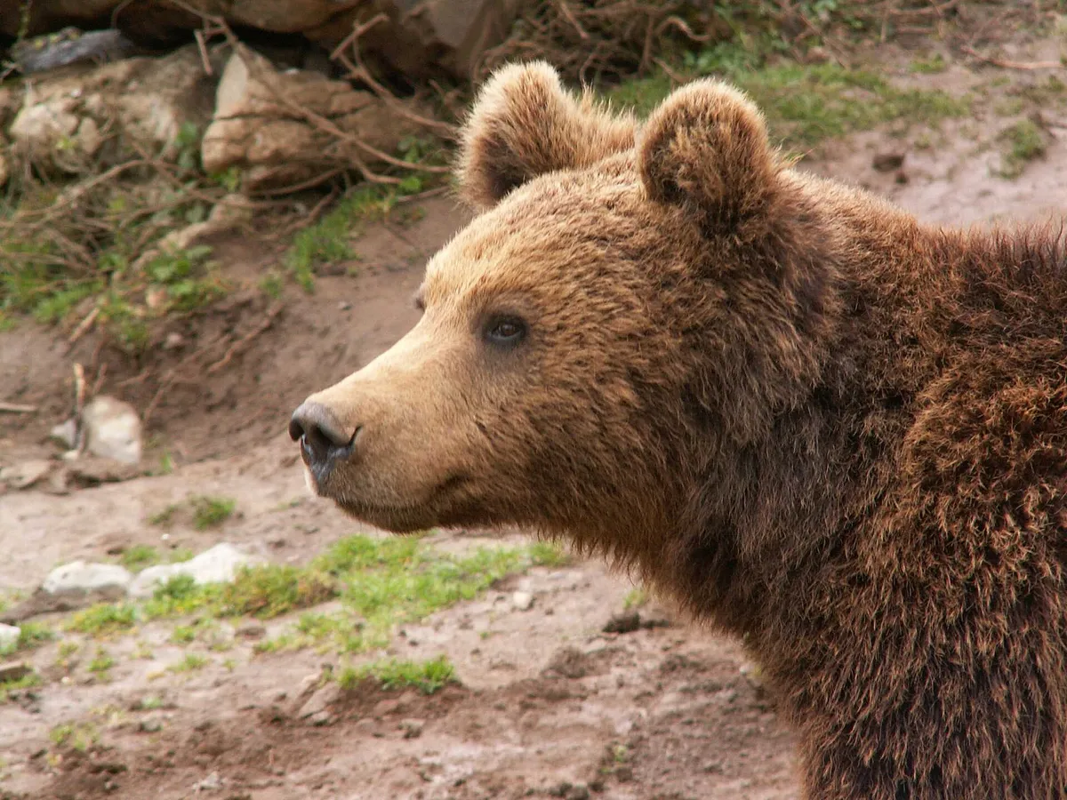 Bear Shelter Kuterevo