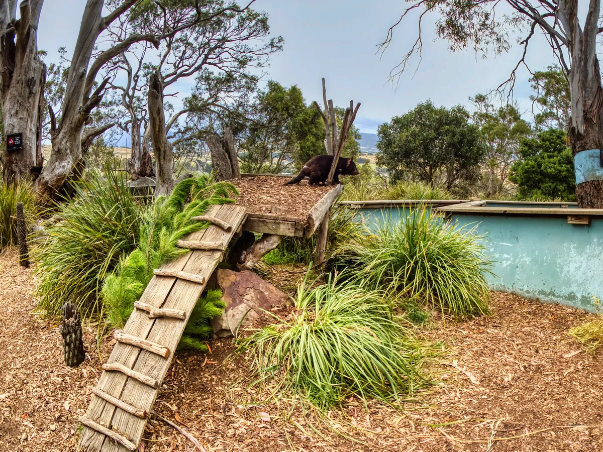 Bonorong Wildlife Sanctuary