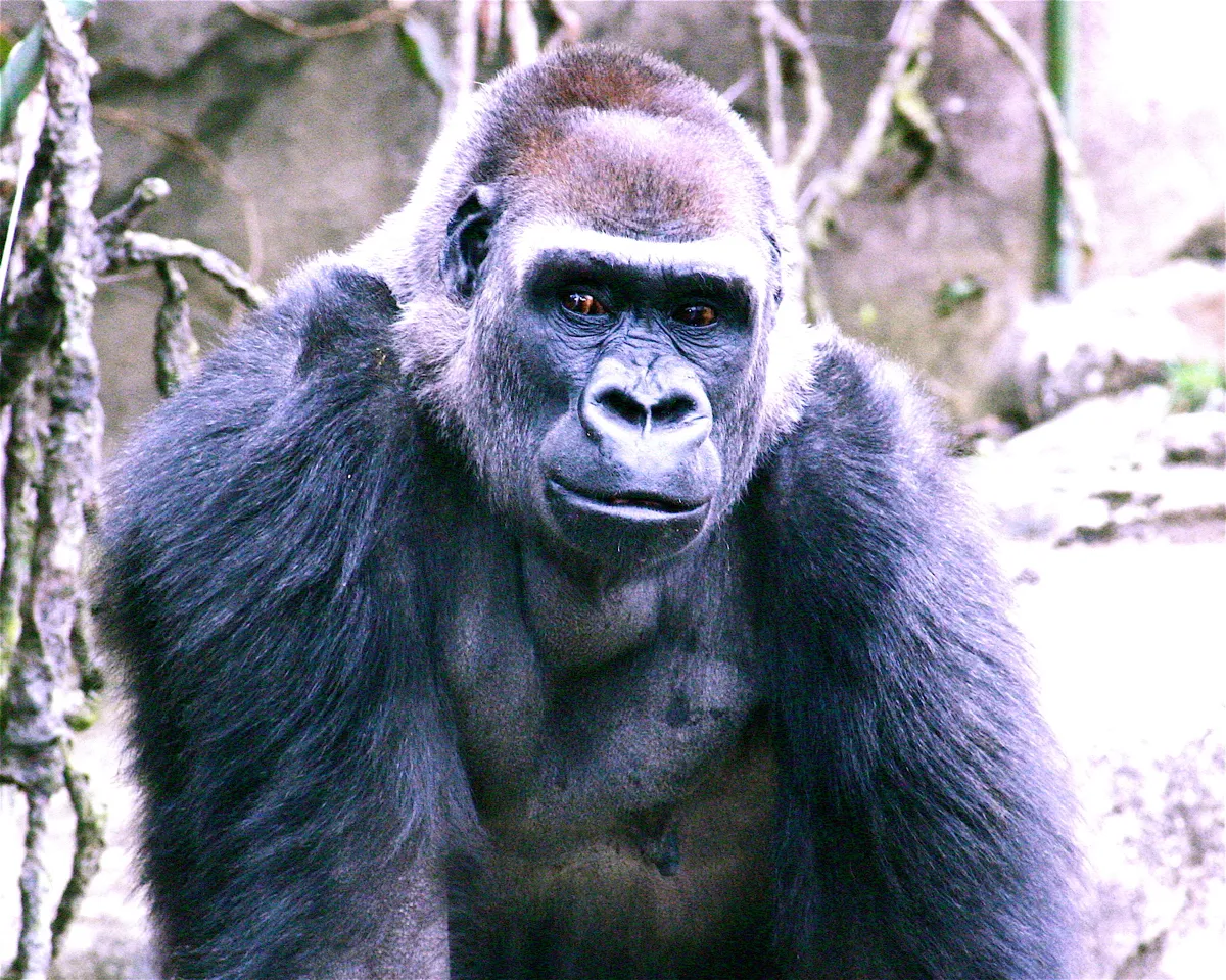 Cincinnati Zoo and Botanical Garden
