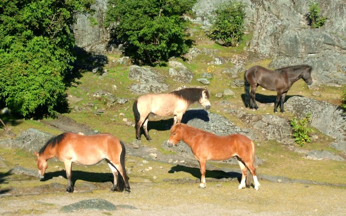 Djurgårdarna