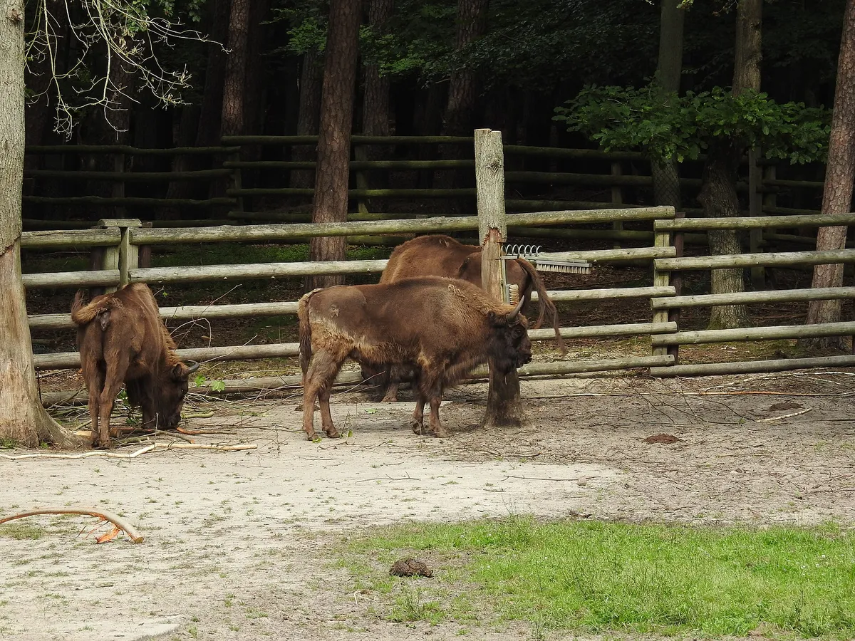 European Bison Sanctuary