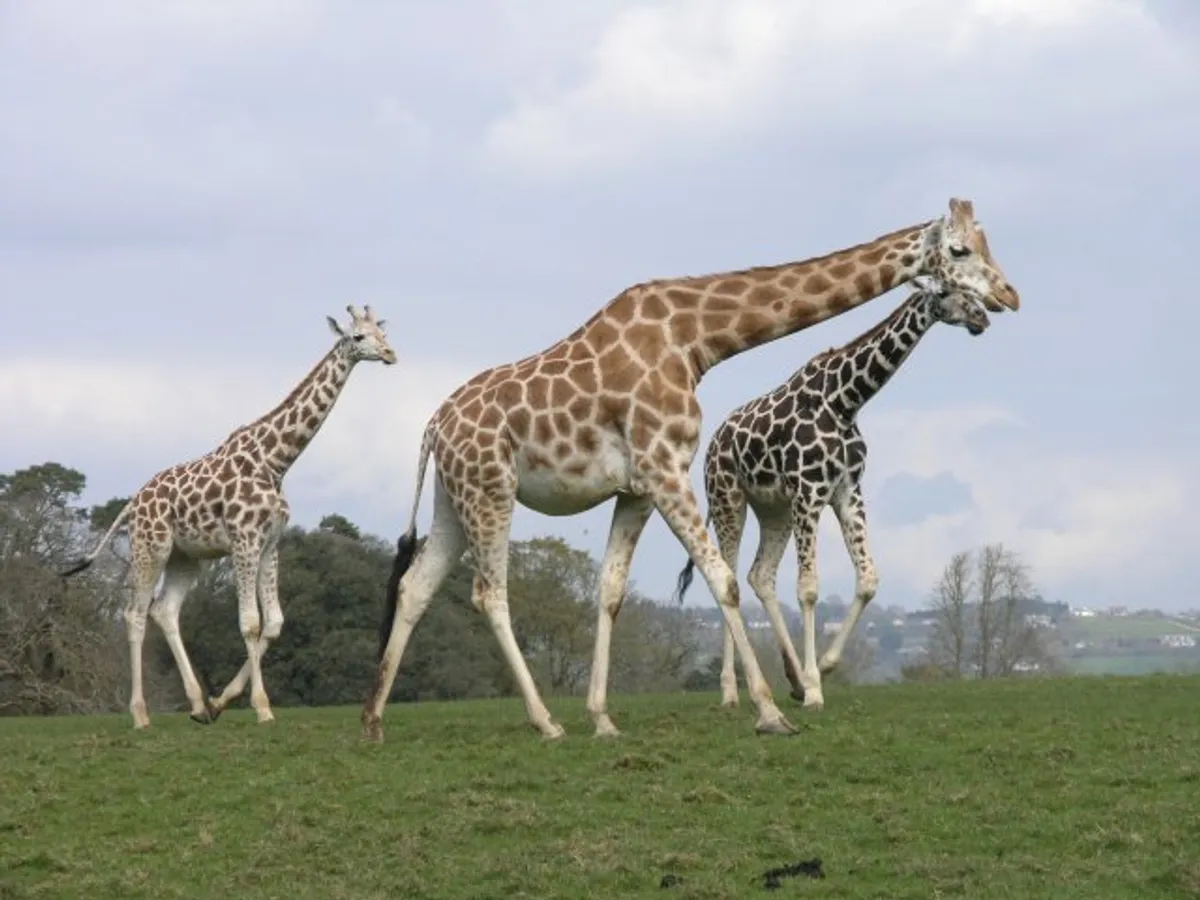 Fota Wildlife Park