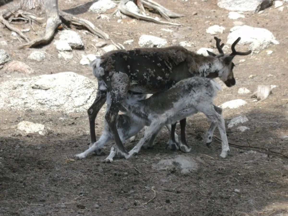 Junsele djurpark