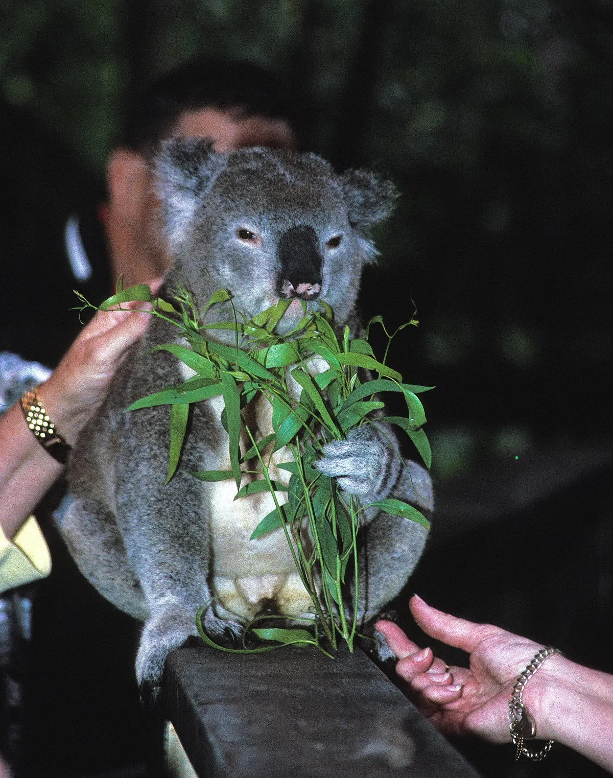 Koala Park