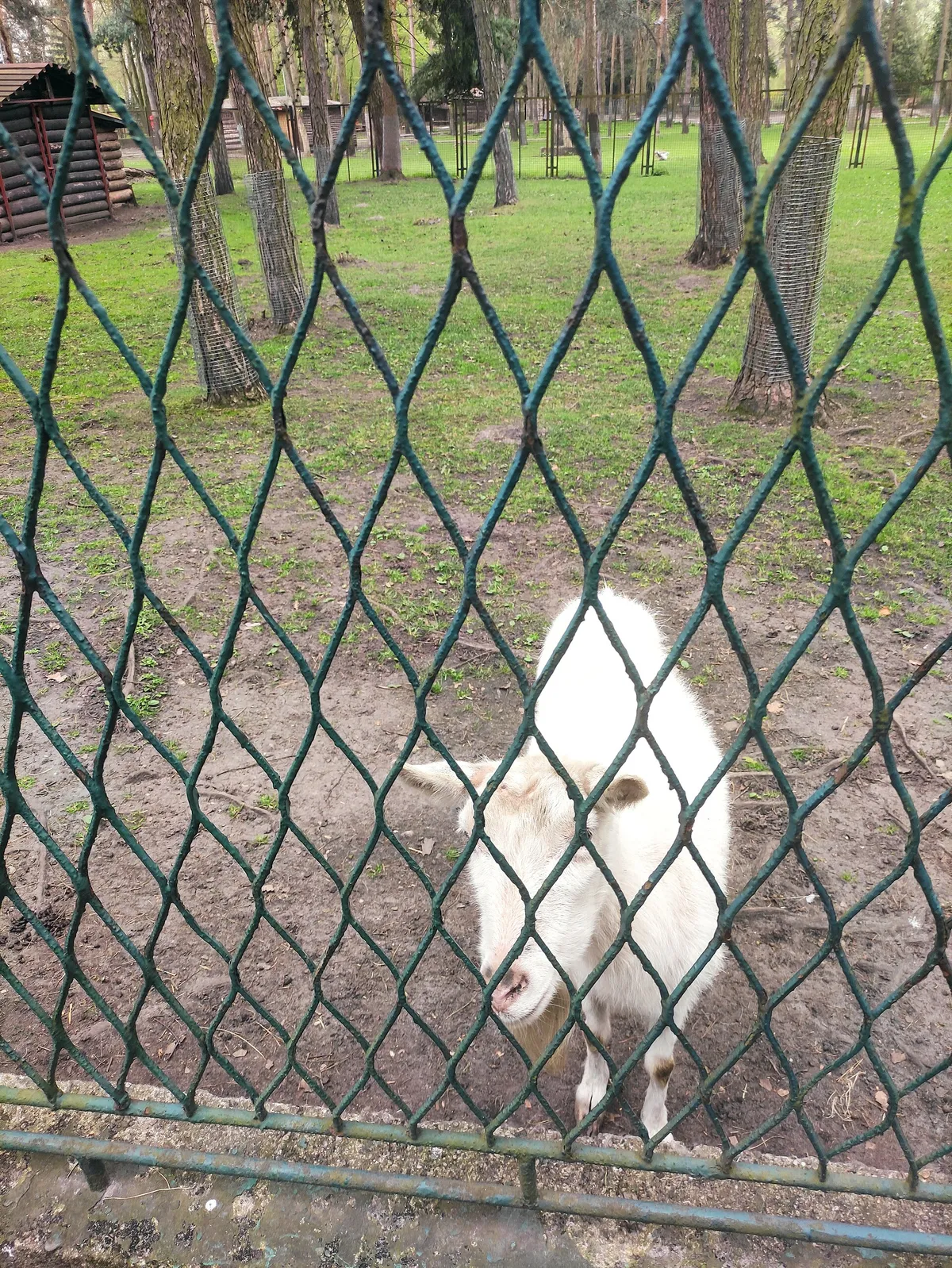 Mini Zoo