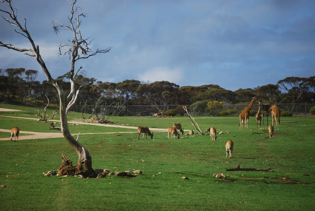 Monarto Safari Park