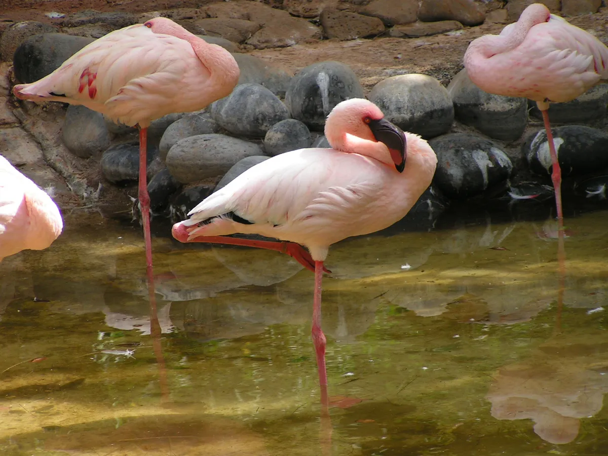 Oasis Wildlife Fuerteventura