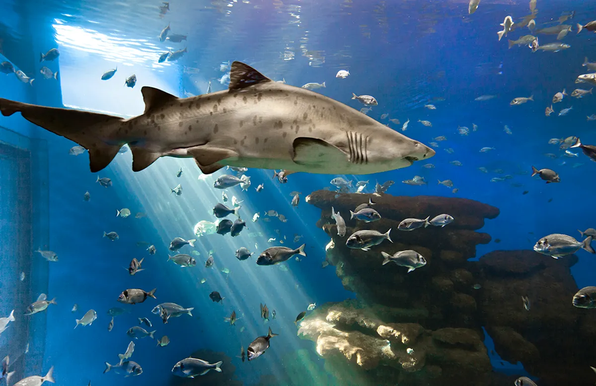 Palma Aquarium