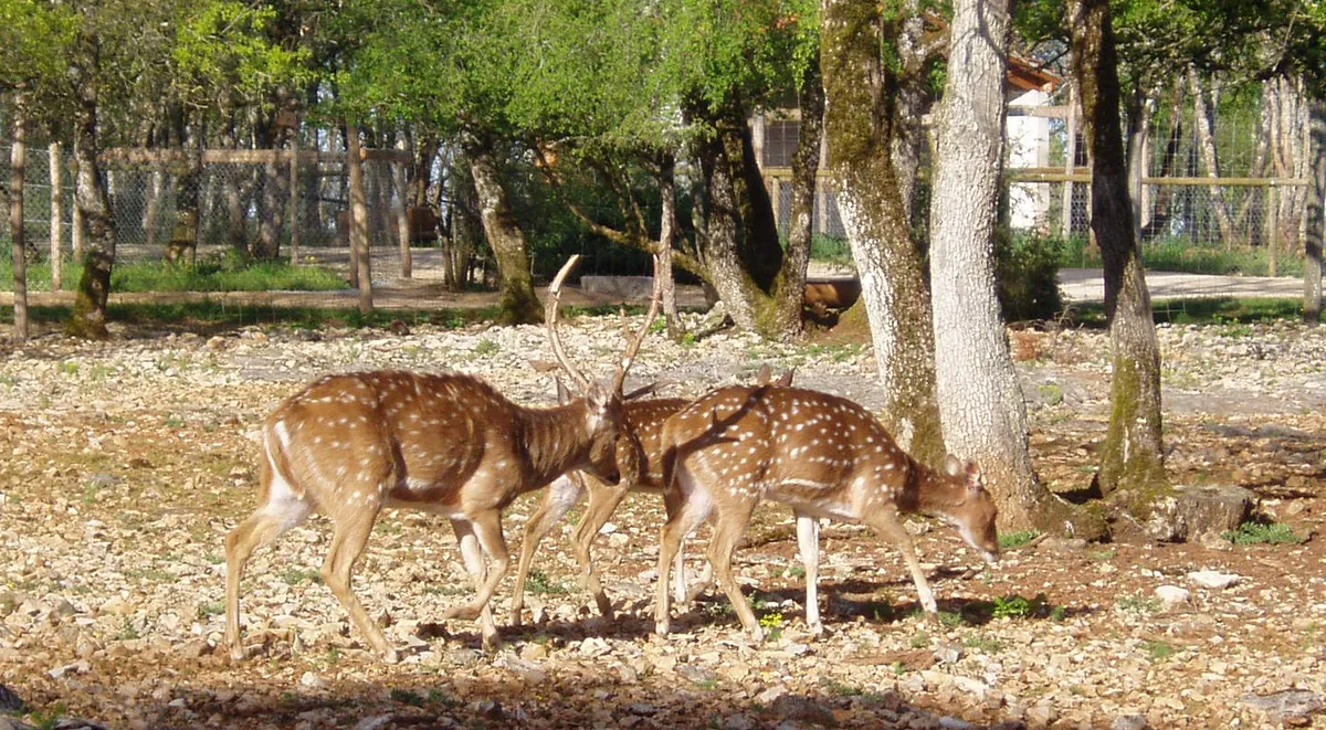 Parc Animalier de Gramat