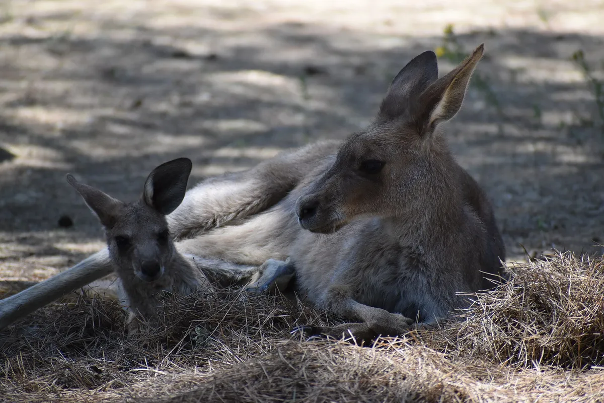 Parc Australien