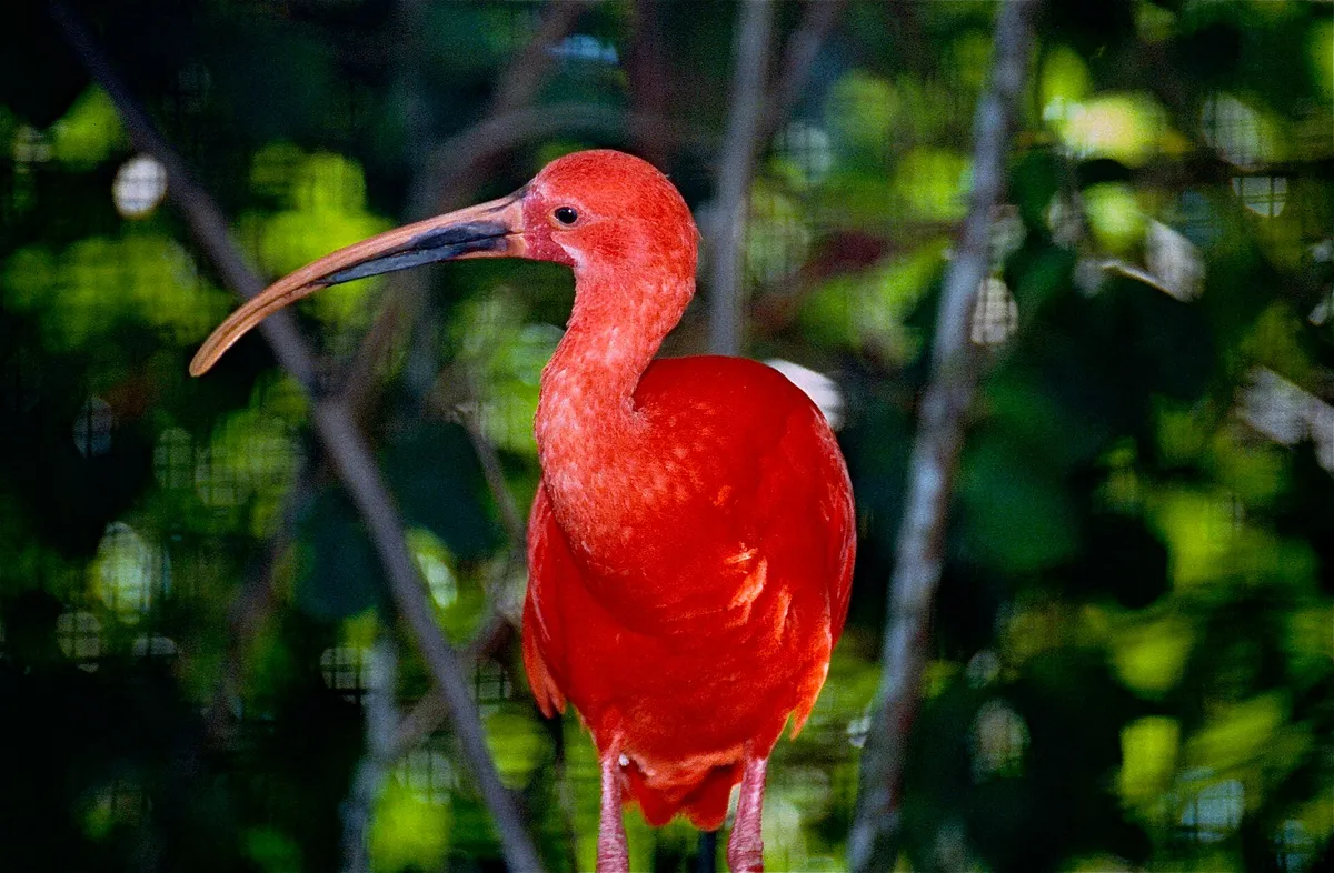Parc Zoologique et Botanique de Guyane