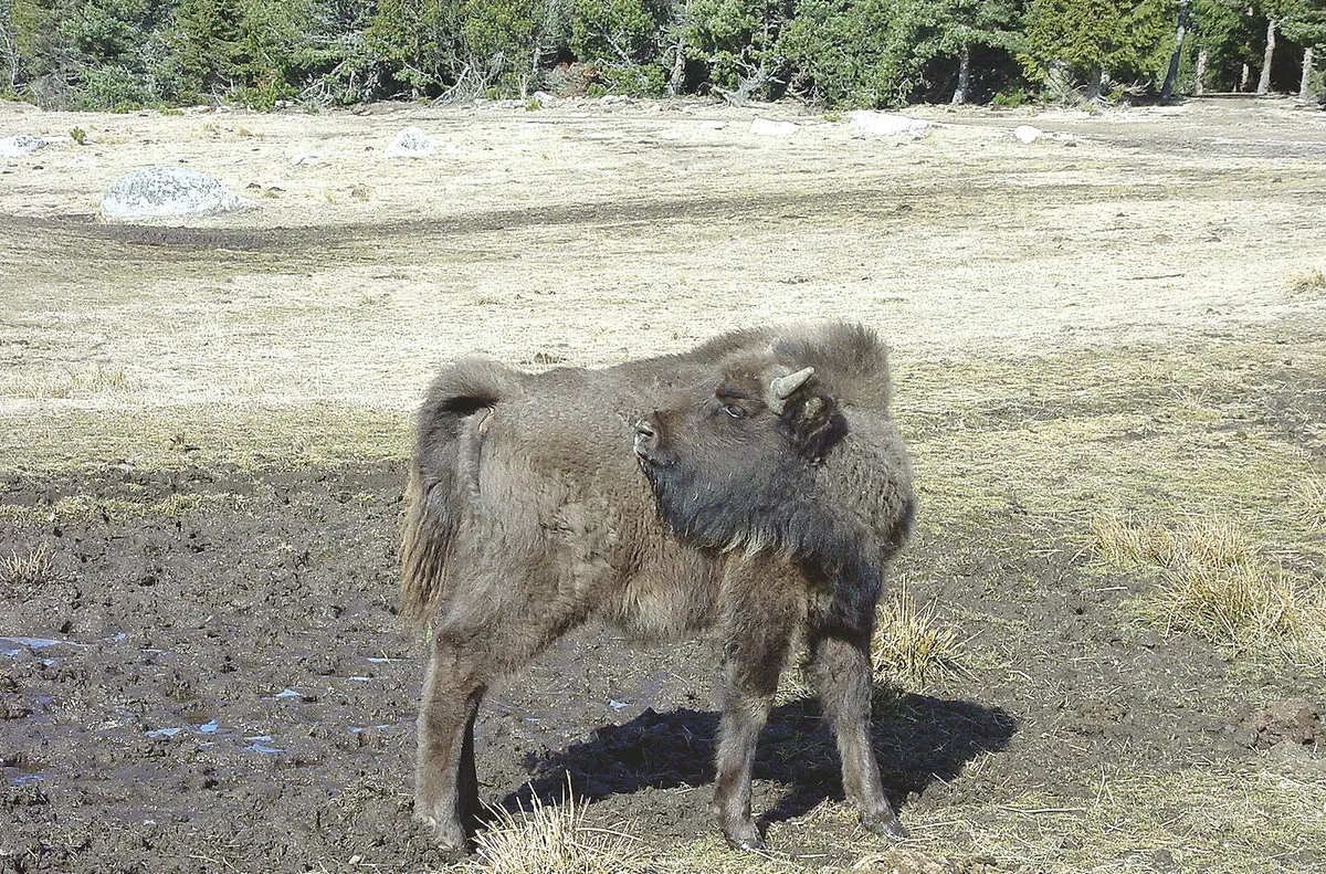 Réserve de bisons d'Europe de Sainte-Eulalie