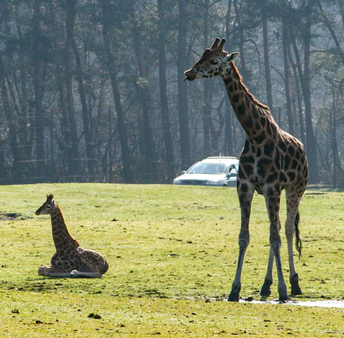 Safaripark Beekse Bergen