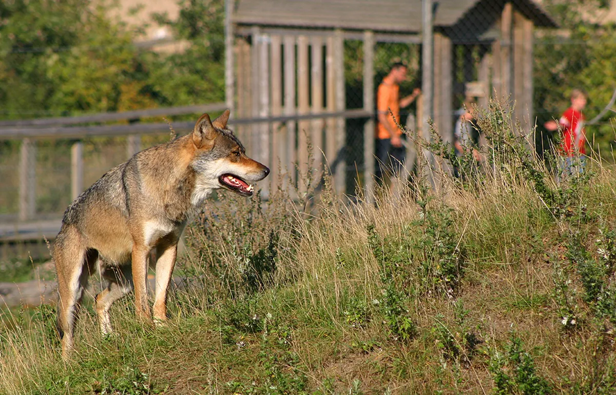 Skandinavisk Dyrepark