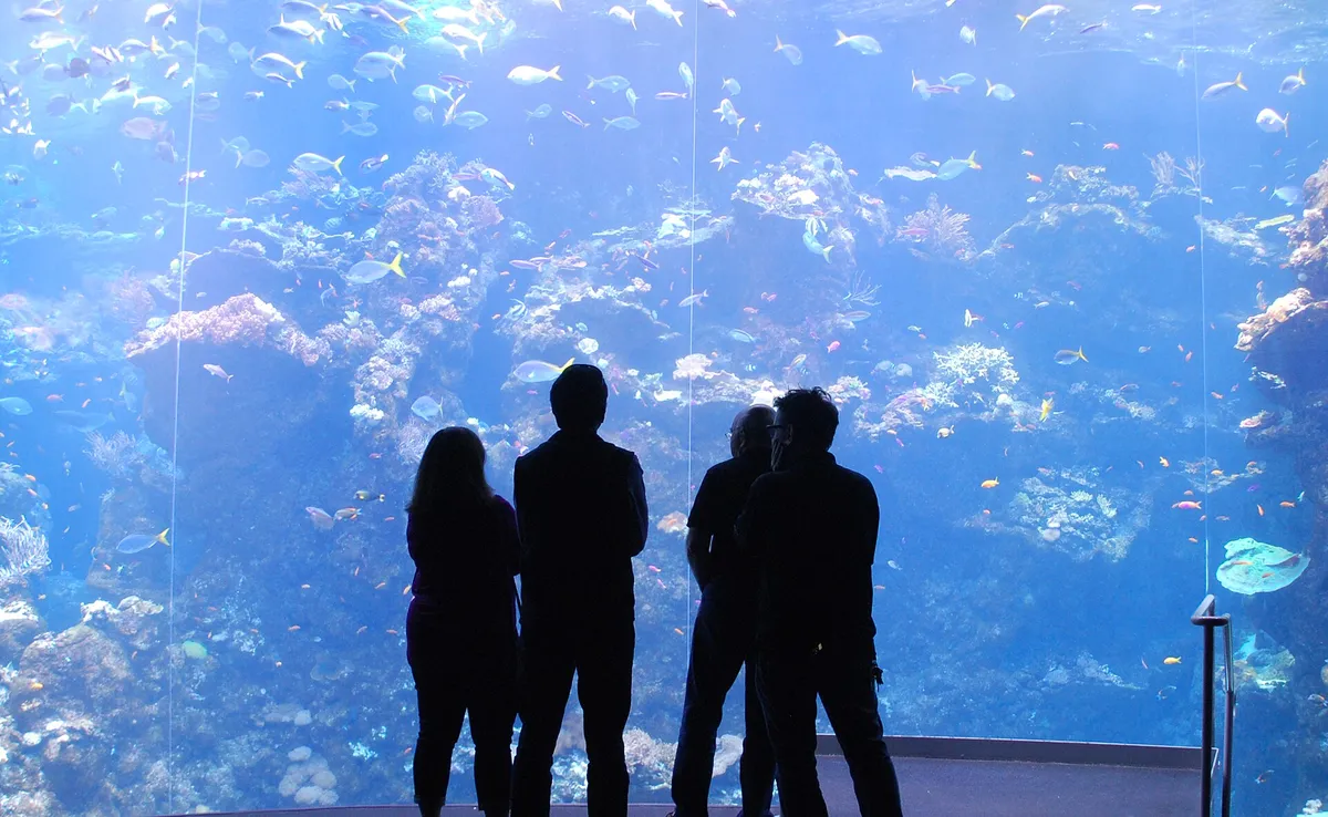 Steinhart Aquarium