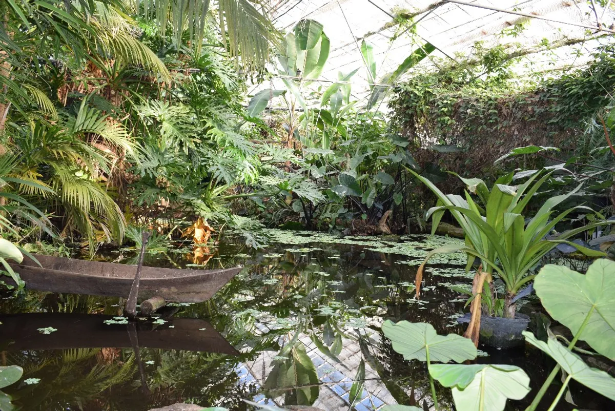 The Living Rain Forest