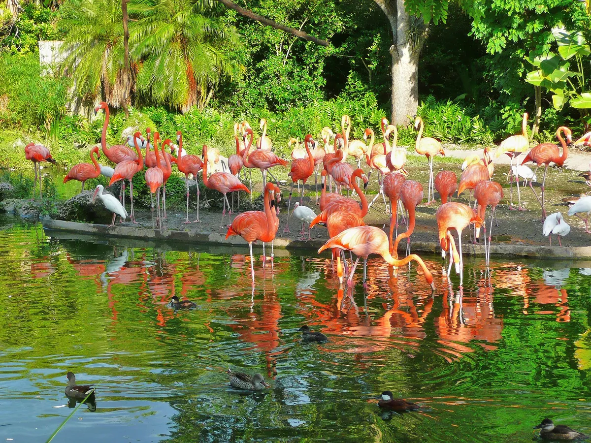 The Miami-Dade Zoological Park and Gardens