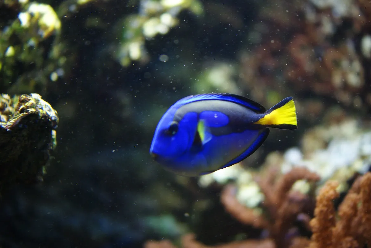 Tropicarium