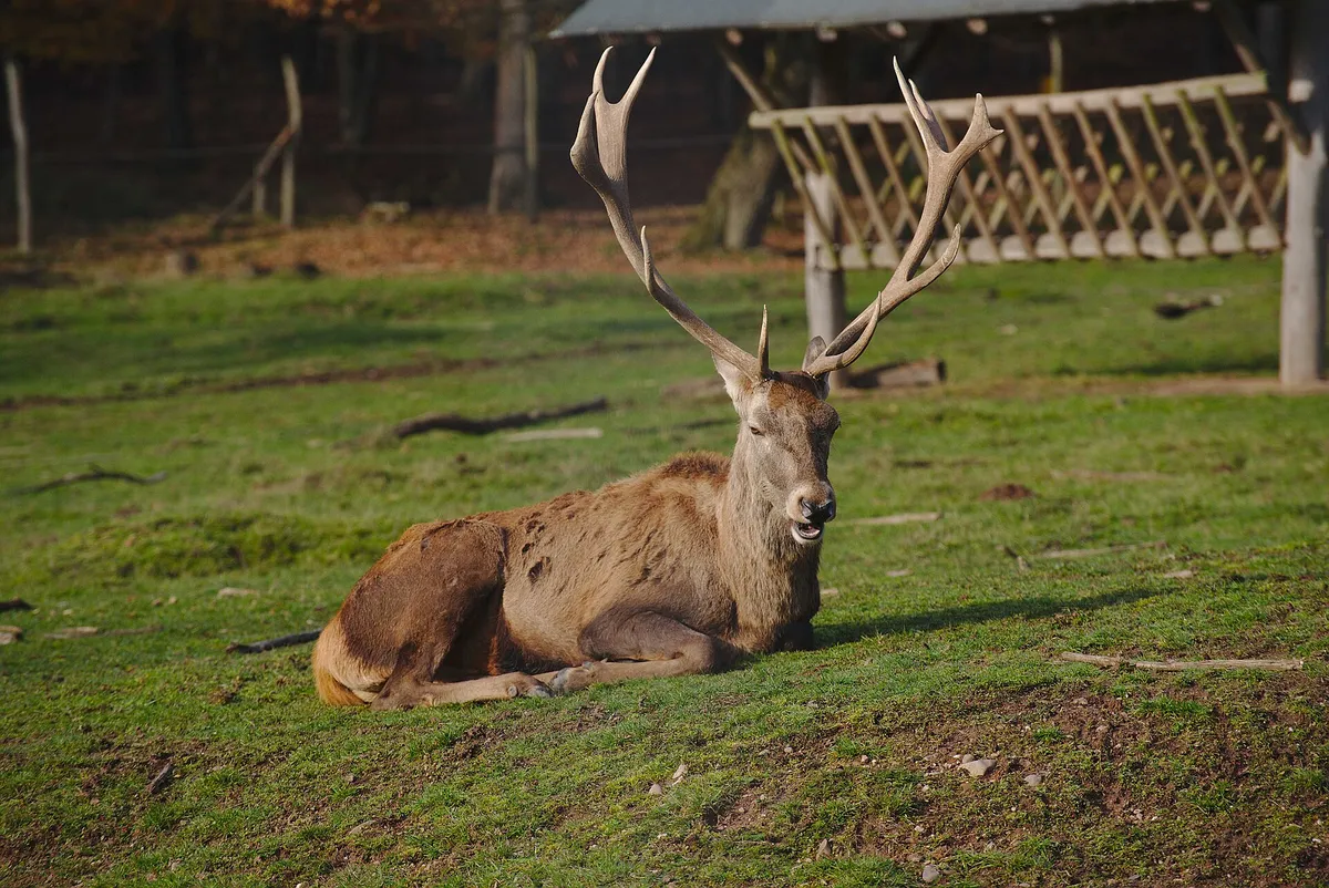 Wildfreigehege Wolfsrath