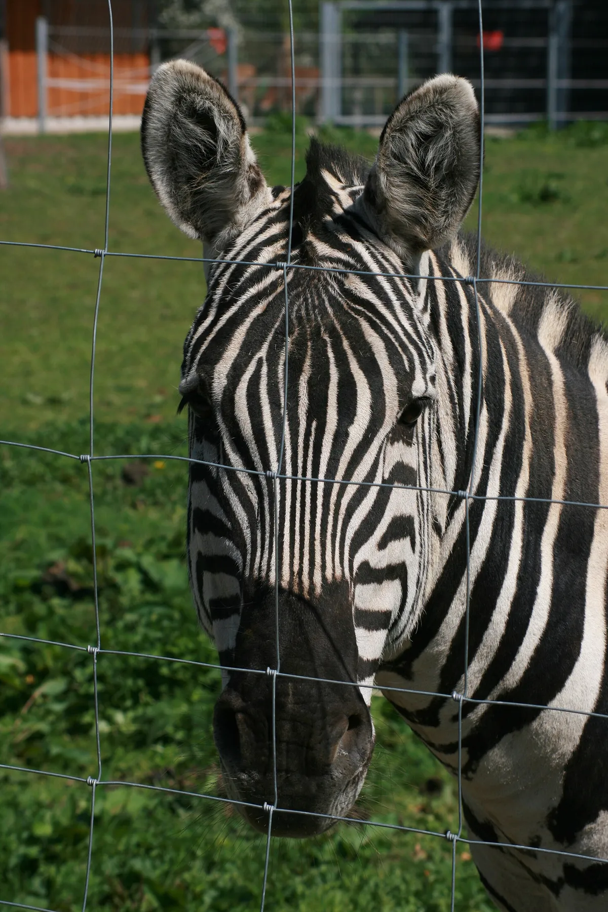 Wildpark Schwarzach