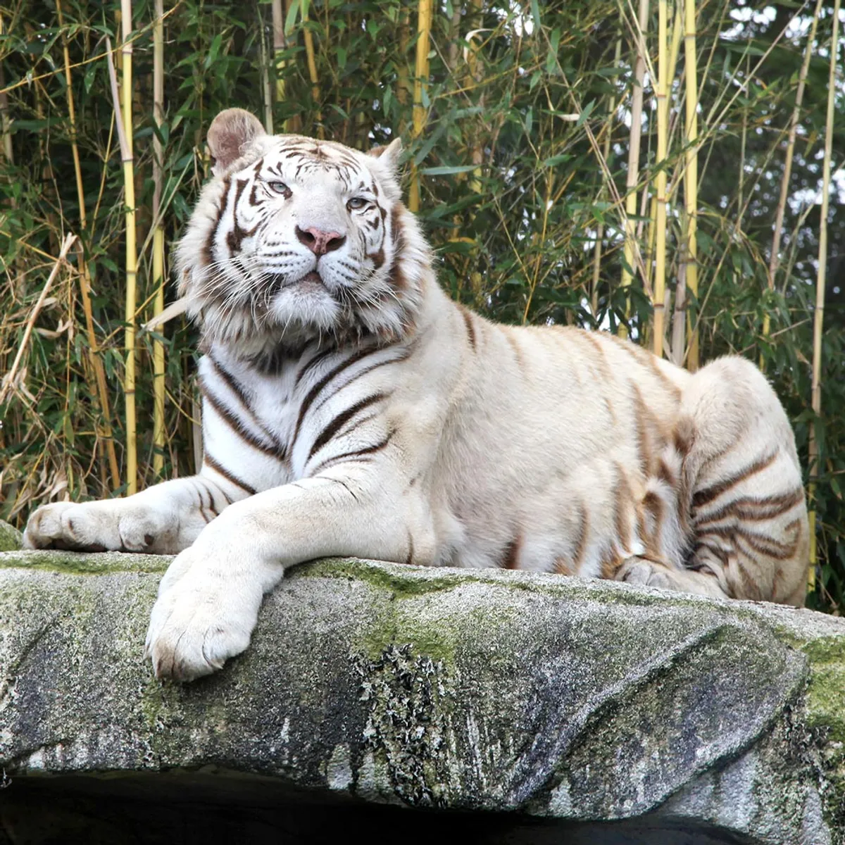 Zoo d'Asson