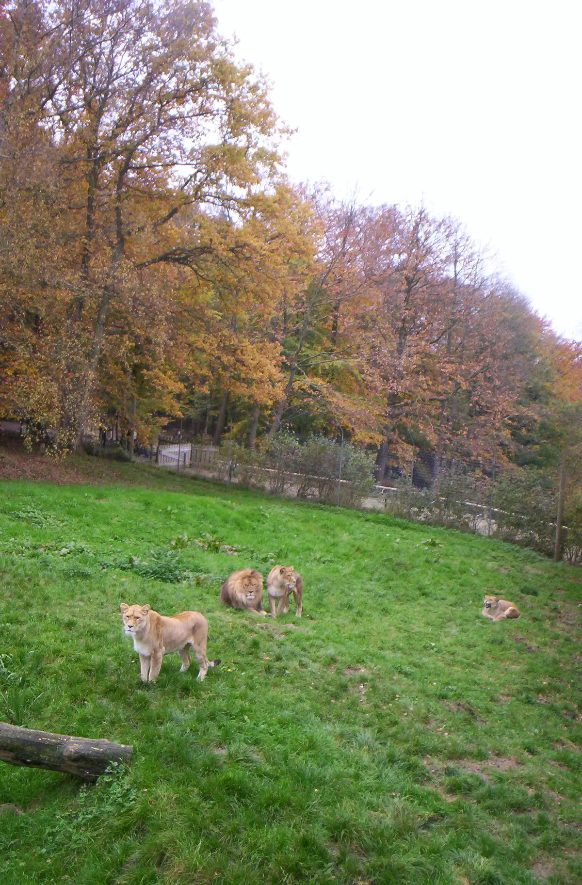 Zoo de Cerza