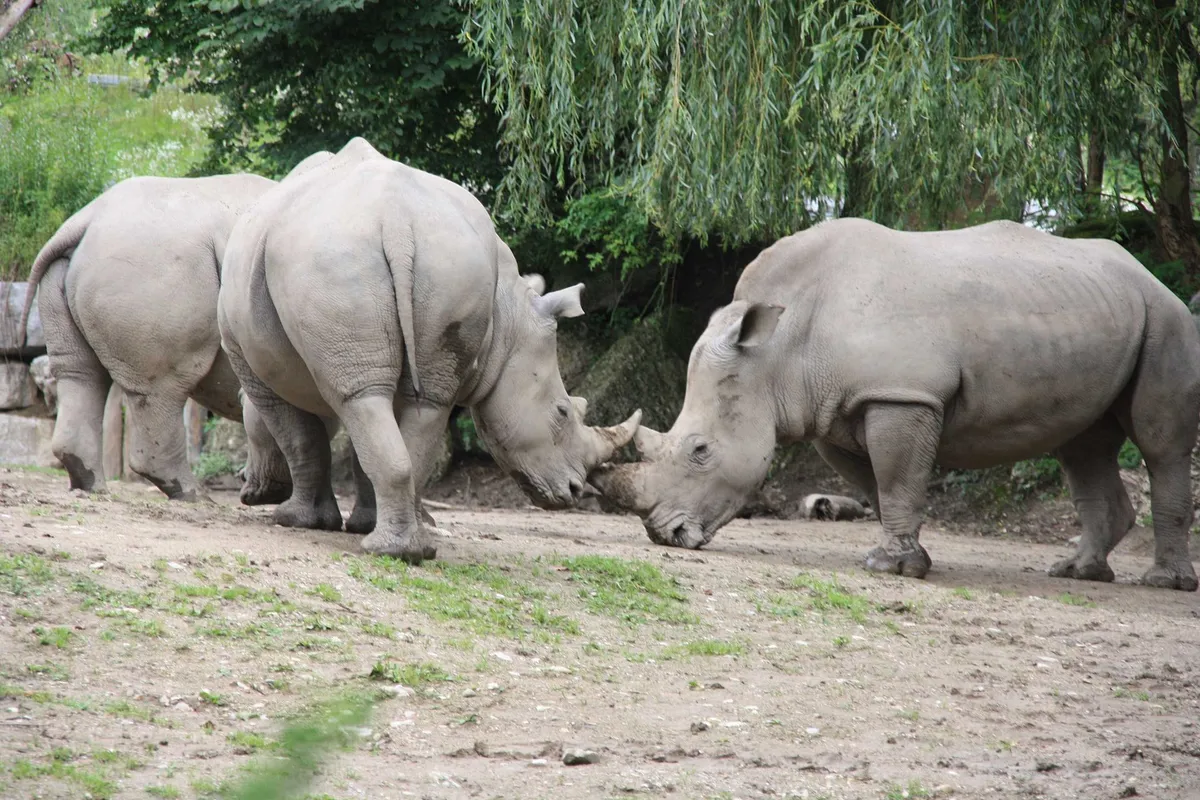 Zoo Hellbrunn