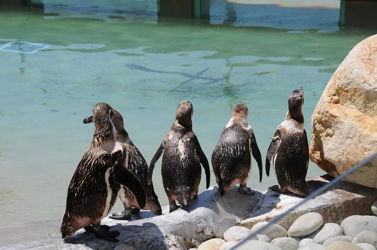 Zoo Santo Inácio