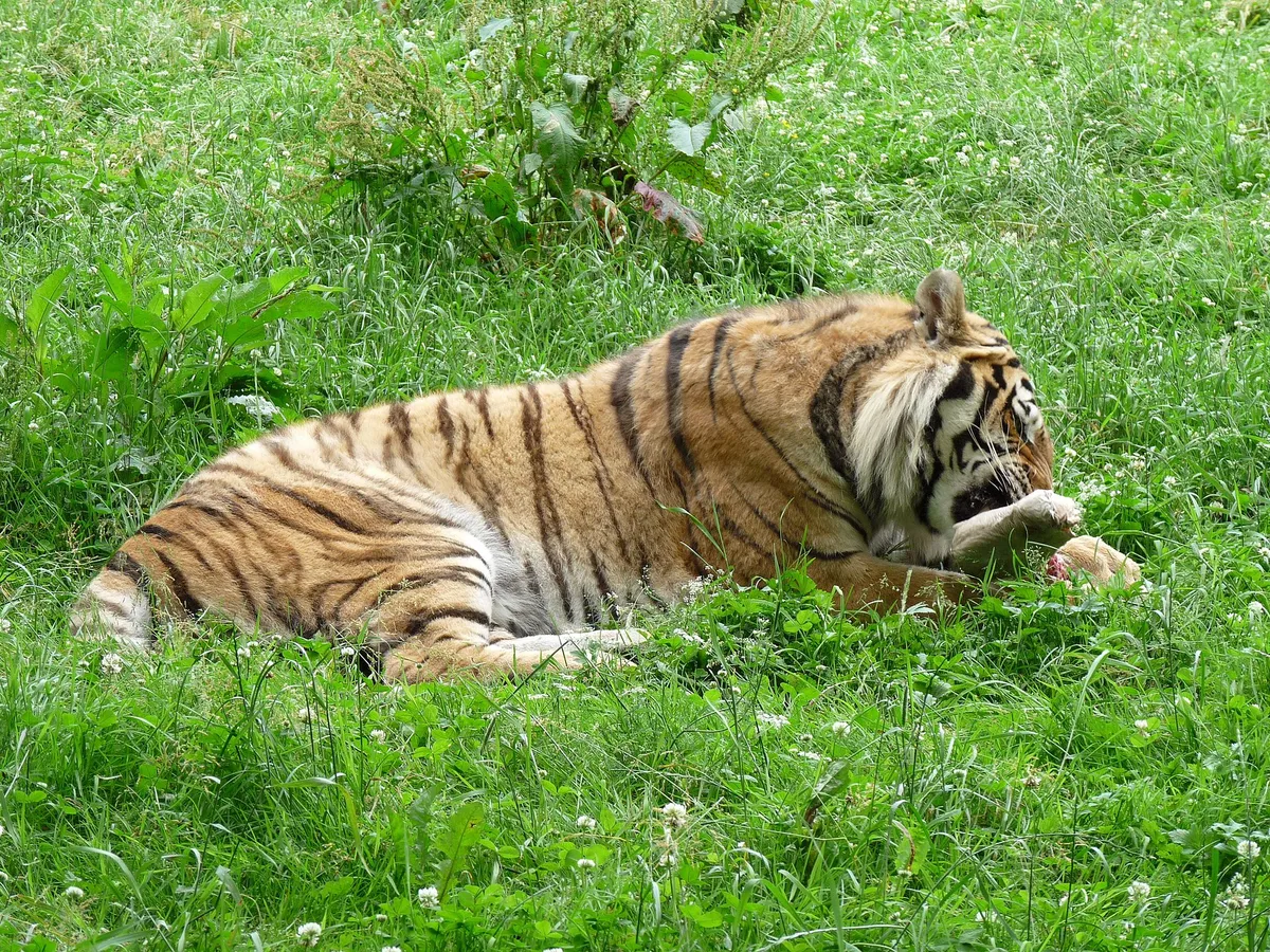 Zoologická zahrada Tábor-Větrovy